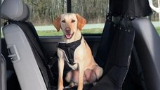 Husa de Protectie Auto Trixie, Neagra, 145 x 160 cm pentru confortul animalului tau