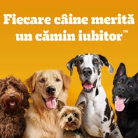 PEDIGREE Junior Mini, XS-S, Pasăre și Legume, hrană uscată câini junior, 1.4kg - 8