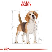 ROYAL CANIN Beagle Adult, hrană uscată câini, 3kg - 4