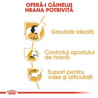 ROYAL CANIN Beagle Adult, hrană uscată câini, 3kg - 5