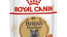 ROYAL CANIN British Shorthair Adult, hrană umedă pisici, (în sos), 85g