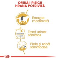 ROYAL CANIN British Shorthair Adult, hrană umedă pisici, (în sos), 85g - 3