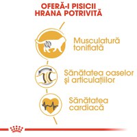 ROYAL CANIN British Shorthair Adult, hrană uscată pisici, 2kg - 5