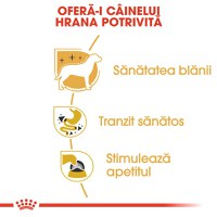 ROYAL CANIN Chihuahua Adult, hrană umedă câini, (pate), 85g - 3