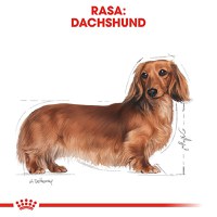 ROYAL CANIN Dachshund Adult, hrană uscată câini, 1.5kg - 4