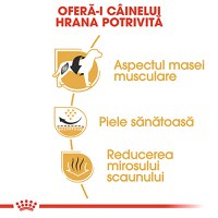 ROYAL CANIN French Bulldog Adult, hrană uscată câini, 3kg - 5