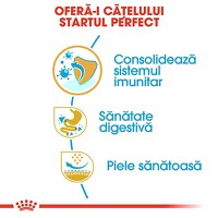 ROYAL CANIN French Bulldog Puppy, hrană uscată câini junior, 3kg - 5