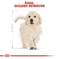 ROYAL CANIN Golden Retriever Puppy, hrană uscată câini junior, 1kg - 4
