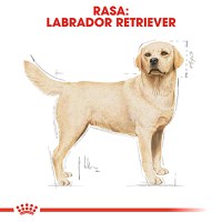ROYAL CANIN Labrador Adult, hrană uscată câini, 12kg - 4