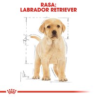 ROYAL CANIN Labrador Puppy, hrană uscată câini junior, 3kg - 4