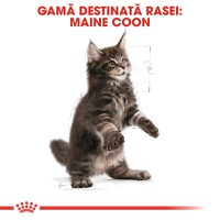 ROYAL CANIN Maine Coon Kitten, hrană uscată pisici junior, 2kg - 4