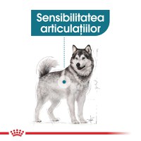 ROYAL CANIN Maxi Joint Care, hrană uscată câini, îngrijirea articulațiilor, 10kg - 3