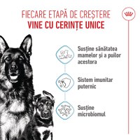 ROYAL CANIN Maxi Starter Mother & Babydog, mama și puiul, hrană uscată câini, 15kg - 4
