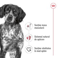 ROYAL CANIN Medium Adult, hrană uscată câini, 3kg - 3