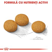 ROYAL CANIN Medium Dermacomfort, hrană uscată câini, prevenirea iritațiilor pielii, 3kg - 6