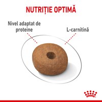 ROYAL CANIN Medium Light Weight Care Adult, hrană uscată câini, limitarea creșterii în greutate, 3kg - 5