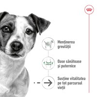 ROYAL CANIN Mini Ageing 12+, hrană uscată câini senior, 1.5kg - 3