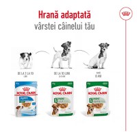 ROYAL CANIN Mini Ageing, hrană umedă câini senior, (în sos), 85g - 7