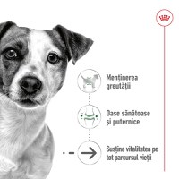 ROYAL CANIN Mini Ageing, hrană umedă câini senior, (în sos), 85g - 3