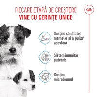 ROYAL CANIN Mini Starter Mother & Babydog, mama și puiul, hrană uscată câini, 8kg - 4