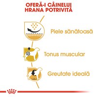 ROYAL CANIN Pug Adult, hrană uscată câini, 1.5kg - 5