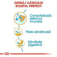 ROYAL CANIN Pug Puppy, hrană uscată câini junior, 1.5kg - 5