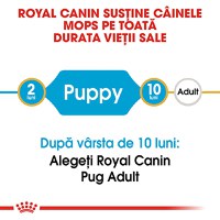 ROYAL CANIN Pug Puppy, hrană uscată câini junior, 1.5kg - 9