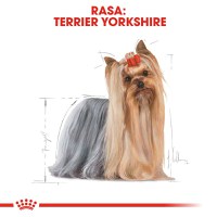 ROYAL CANIN Yorkshire Adult hrană umedă câini (pate), 85g - 3