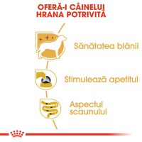 ROYAL CANIN Yorkshire Adult hrană umedă câini (pate), 85g - 4