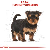 ROYAL CANIN Yorkshire Puppy, hrană uscată câini junior, 1.5kg - 4