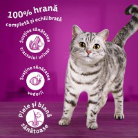 WHISKAS Adult, Pui, hrană uscată pisici, 14kg - 3