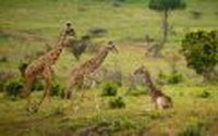 8 zile Safari in Tanzania by Perfect Tour - 13
