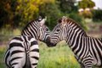 8 zile Safari in Tanzania by Perfect Tour - 10