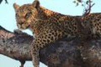 8 zile Safari in Tanzania by Perfect Tour - 9