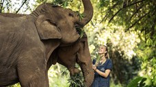 Anantara Golden Triangle Elephant Camp & Resort 5* by Perfect Tour