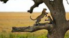 Best of Tanzania - Tarangire, Ngorongoro Crater, Serengeti by Perfect Tour