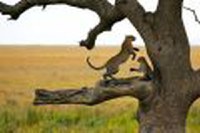 Best of Tanzania - Tarangire, Ngorongoro Crater, Serengeti by Perfect Tour - 1