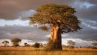 Best of Tanzania - Tarangire, Ngorongoro Crater, Serengeti by Perfect Tour - 12