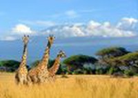 Best of Tanzania - Tarangire, Ngorongoro Crater, Serengeti by Perfect Tour - 11