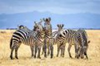 Best of Tanzania - Tarangire, Ngorongoro Crater, Serengeti by Perfect Tour - 6