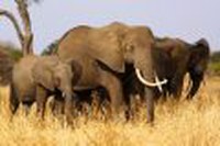 Tanzania autentica - safari 8 zile by Perfect Tour - 19