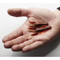 Naluca 3D Savage Gear Crayfish Rattling, Red UV, 6.7cm, 2.9g - 2