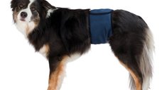 Banda (Incontinenta Urinara) Masculi M 45-55 cm Albastru 23663