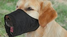 Botnita Nylon XS-S J. R. Terrier 16 cm (14-28 cm) 1921