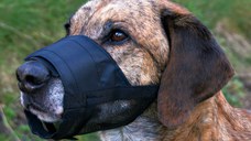 Botnita Plasa 15-20 cm Nr.1 XS-S 19261