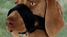 Botnita Rottweiler XL 20-30 cm/23-34 cm 19282