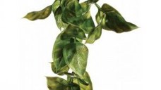 Exo Terra Planta Ampallo
