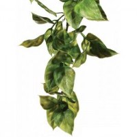 Exo Terra Planta Ampallo - 1