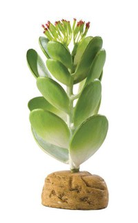 EXO TERRA PLANTA JADE CACTUS PT2984 - 1