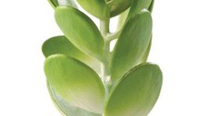 EXO TERRA PLANTA JADE CACTUS PT2984